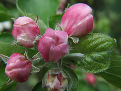 Apple Blossom (Bramley, yum!)