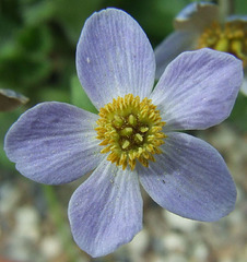 A close up of a little blue flower