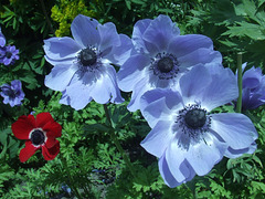 Anemones - Red and Blue