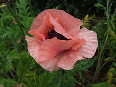 Delicate Pink Poppy