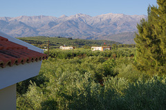 White Mountains and Olive Trees