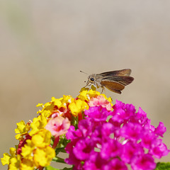 small brown butterfly