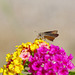 small brown butterfly
