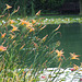 Day lilies and water lilies
