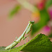 Scheming Mantis