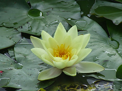 Water Lily, Moorei