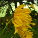 Yellow blowing in the wind