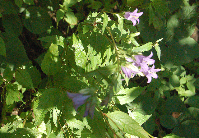 florado (Blühen)