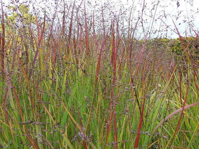 Red Grasses