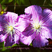 twin Clematis in dappled light