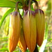 Fritillaria Buds