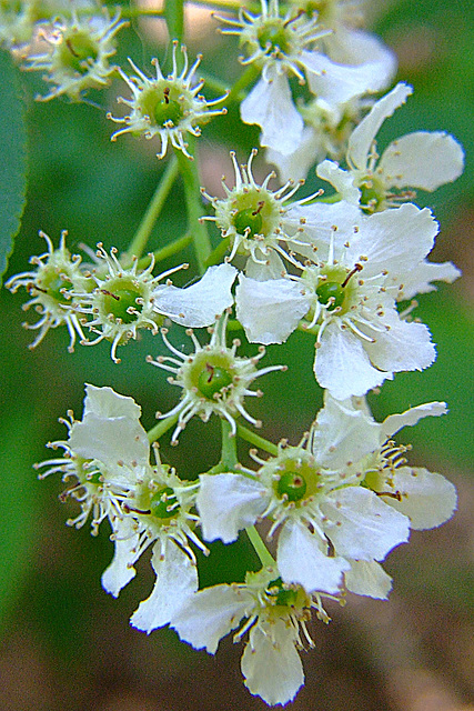 White Flowers with Spikes