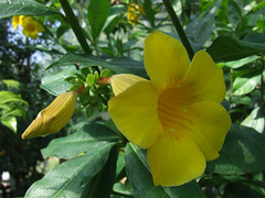 Yellow Flower again