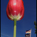 Big red tulip, from below, with small flag
