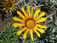 Heavy Spliced Yellow Flower