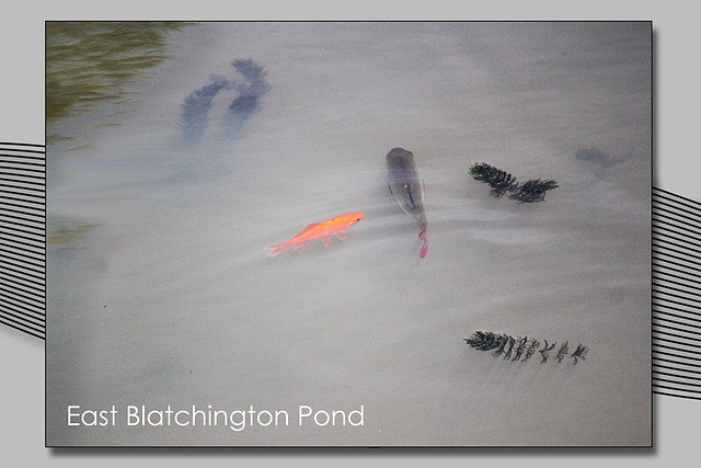 Goldfish in East Blatchington Pond - 22.7.2013