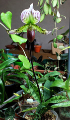 Paphiopedilum maudiae hybride