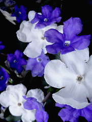 Brunfelsia uniflora