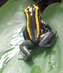 Golfodulcean poison frog