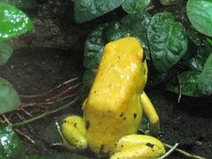 Golden poison arrow frog