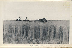 McElhinney - Outlook - A Wheat Field Scene