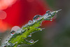 Droplet-Covered Leaf with Near Miss Poppy Refraction
