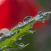 Droplet-Covered Leaf with Near Miss Poppy Refraction