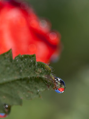 Droplet with Poppy Refraction
