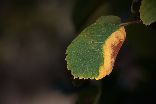 275/365: "Every leaf speaks bliss to me, fluttering on the autumn tree." ~ Emily Brontë