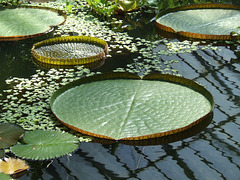 More large lily pads