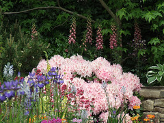 Foxgloves, iris and rhodedendrons