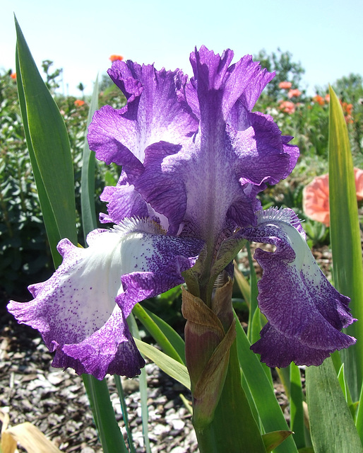 Blue and White Bearded Iris