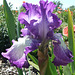 Blue and White Bearded Iris