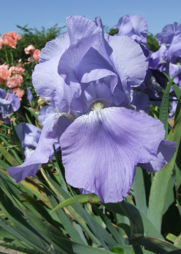 Light Blue Bearded Iris