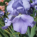 Light Blue Bearded Iris