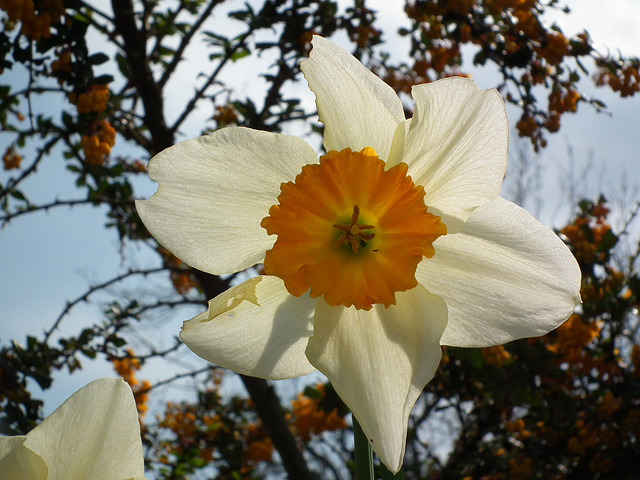 Narcissus looking Down on us