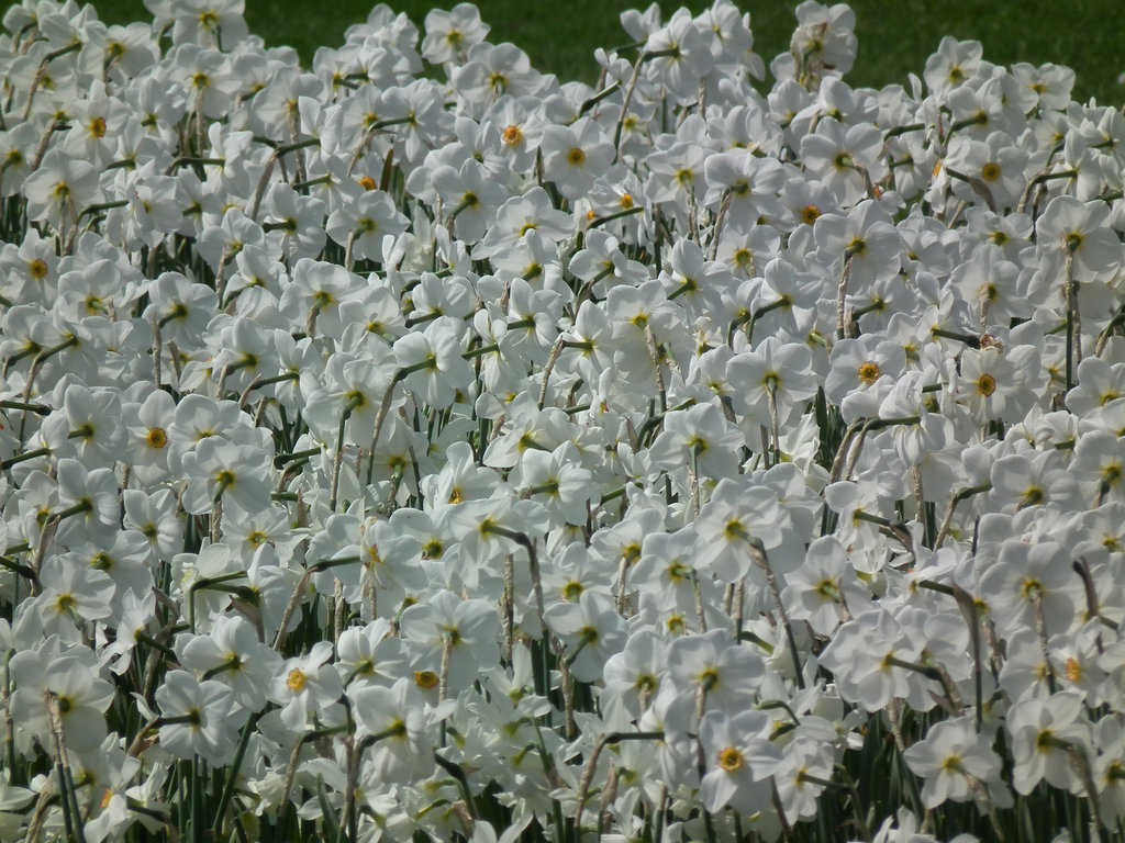 Host of White Narcissus