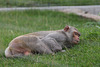 Schlafender Rhesusaffe (Zoo Heidelberg)
