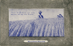 McLeod District Wheat Field