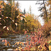 Fall at Narcosli Creek, BC