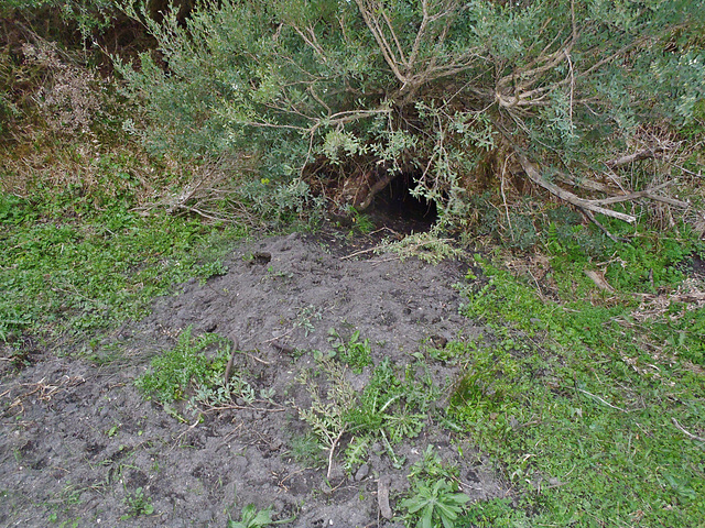 Darby River wombat hole