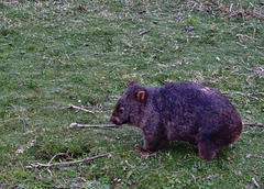 Darby River wombat