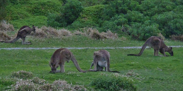 Darby River kangaroos