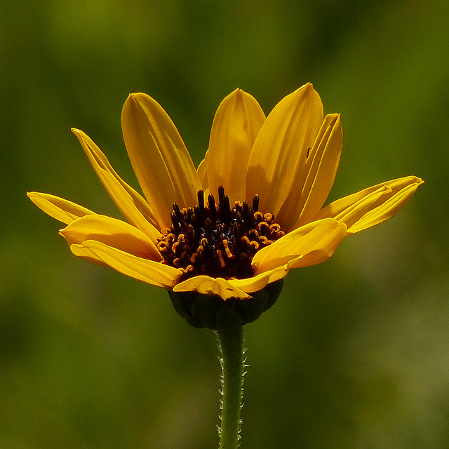Native Sunflower sp.