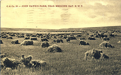 John Hawk's Farm, Near Medicine Hat, N.W.T.