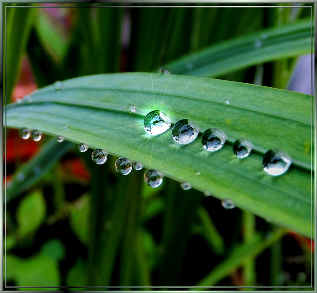Raindrops and one Solitaire. ©UdoSm