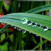 Raindrops and one Solitaire. ©UdoSm