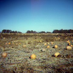 Field Of Dreams.... Er, Pumpkins
