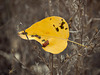 Leaf Caught in Weeds (12 inset images to see! :)