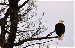 Eagle in dead tree.
